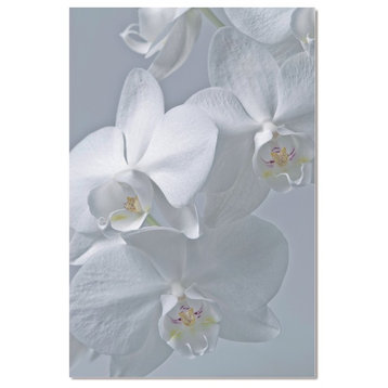 Acrylic Picture of White Orchid Flowers in Close View, 60"x40"
