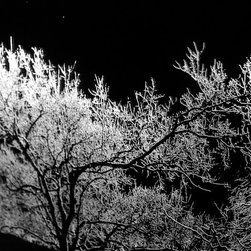 Moonlight Forest - Products