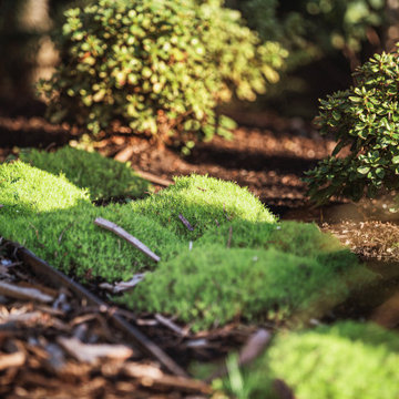 Bellevue Northwest Modern Garden