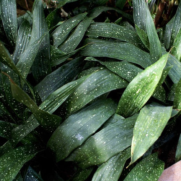 Plants we love
