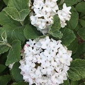 Amy Cahill's photo
