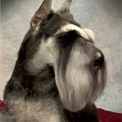 Carol Bensons foto