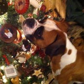Foto von Pam Kinser Davis
