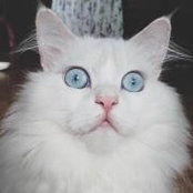 Luji Siya's photo