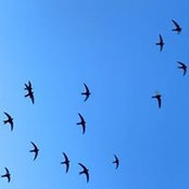 Cecilia Perrozzi's photo