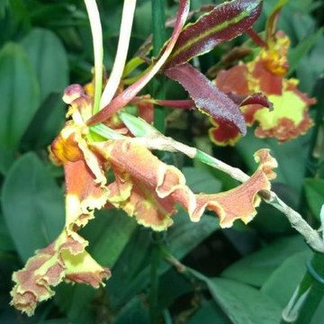 orchids