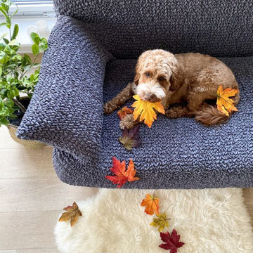 Mamma Mia Couch Covers | High Stretch Pet Protectors