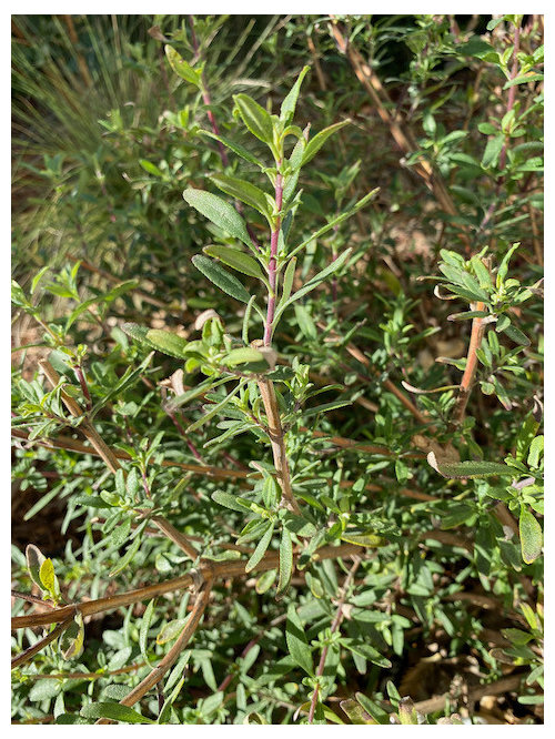 Cleveland sage dormant or half dead?