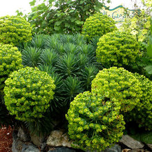 Plants