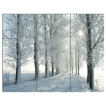 Winter Trees Backlit by Morning Sun, Forest Canvas Art Print, 36x28, 3 Panels