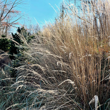 Calamagrostis acutiflora 'Karl Foerster' in late fall