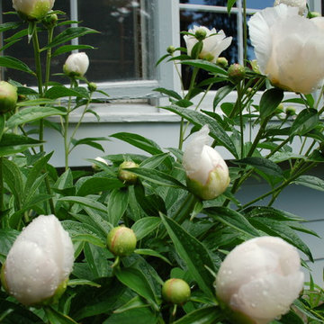 Cut Flowers and Perennial Gardens