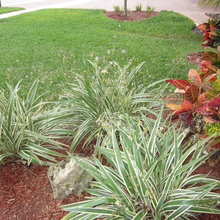 Variegated Plants