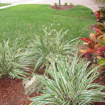 Individual Plant Photos # 1:Customer Aid (Not complete- hundreds will be here)