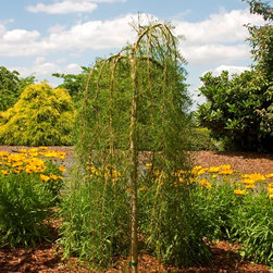 Walker Siberian Peashrub - Plants