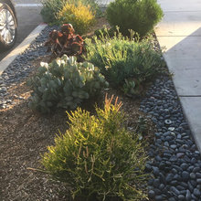Front yard