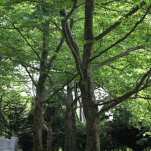Trees
