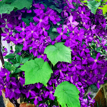 Creeping Clematis