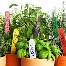 plants