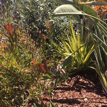 Drought tolerant small front yard near UCSD