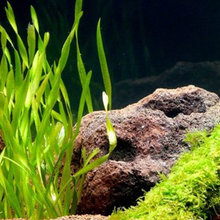 fishtank
