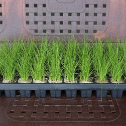Carex praegracilis plug trays - Products
