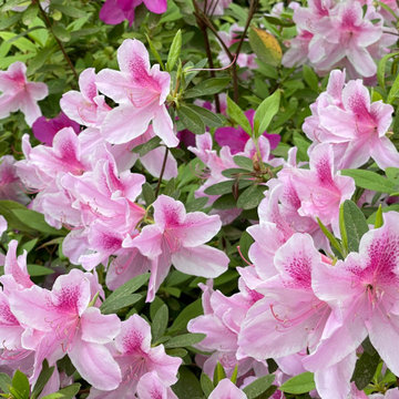 George Tabor azaleas