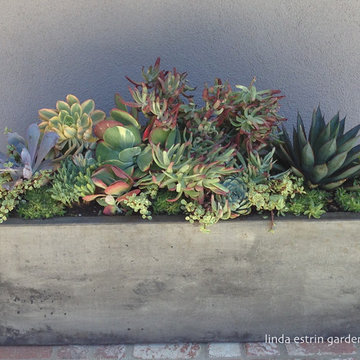 SUCCULENTS