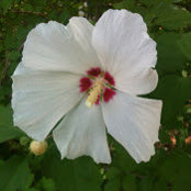 Shalece J.'s photo
