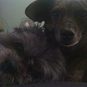 Shelly Dewese's photo