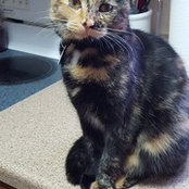 Krissy Coyle's photo