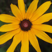 Susan Bryant's photo