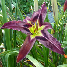PRIOR DAYLILY INTRODUCTIONS