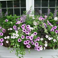 plants
