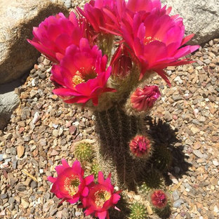 フェニックスのサンタフェスタイルのおしゃれな家の外観の写真