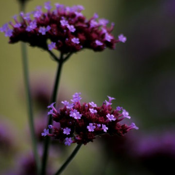Verbena