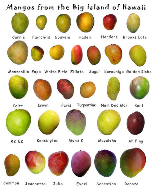 Mangoes of Hawaii