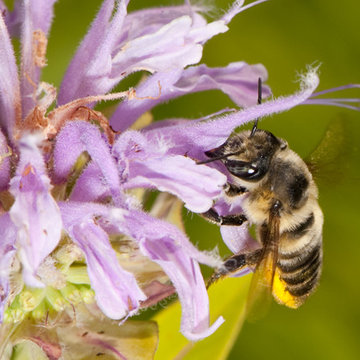 Great Design Plant: Wild Bergamot