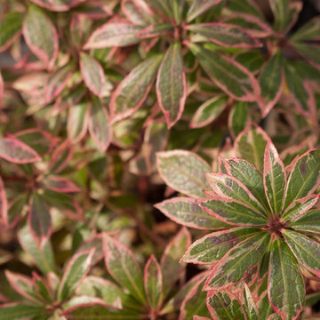 Great Design Plants