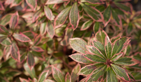 Great Design Plant: Little Heath Andromeda Brings 4-Season Color