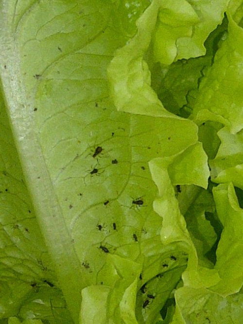 Help Identify These Bugs On My Lettuce