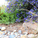 Golden State Gardens