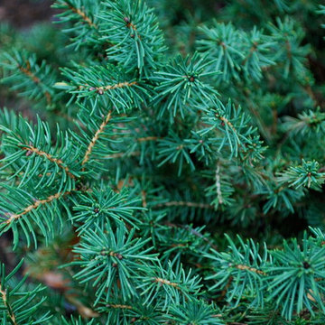 Birds Nest Spruce (Picea abies nidiformis)