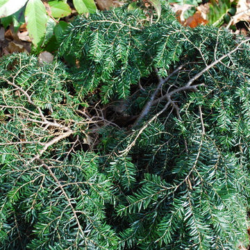 Bennett Canadian Hemlock