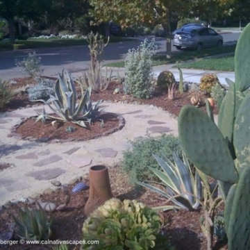 Cacti & Succulent Collector's Garden