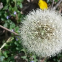 Dandelion Fluff - Home Decor