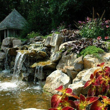 Red Coleus (Long Island/NY):