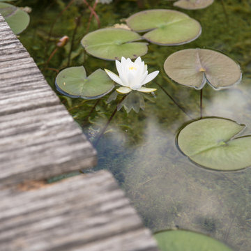 Schwimmteich Natur Pur