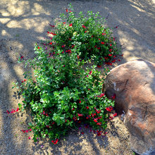 Landscape plantings