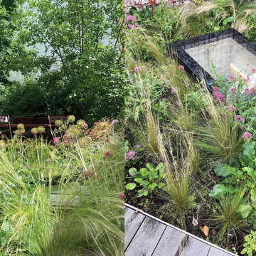 Toiture terrasse de 40m2 à Saint Gilles / Prairie fleurie